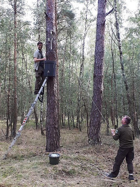 Zwei Mittarbeitender der Naturwacht kontrollieren einen Fledermauskasten im Wald an einem Baum. Ein Mitarbeiter steht auf einer Leiter an einer Kiefer, an der ein Nistkasten befestigt wird. Der Kollege steht am Boden und zieht &uuml;ber eine Seilwinde den Kasten auf die richtige H&ouml;re zum Wiederaufh&auml;ngen.