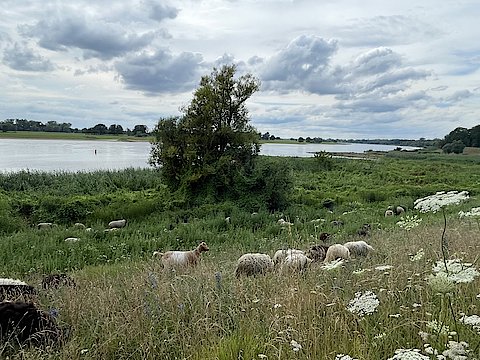 Schafe weiden auf einem Deich in der Elblandschaft.