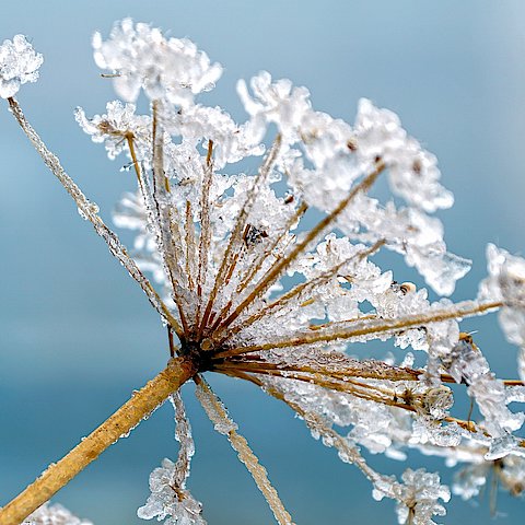 Blume mit Eiskristallen